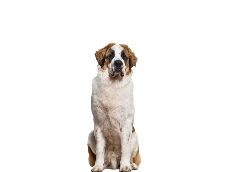 St bernard's sale available for adoption